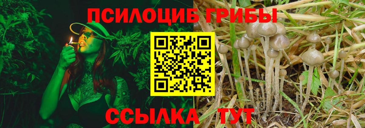 Псилоцибиновые грибы Cubensis Магадан